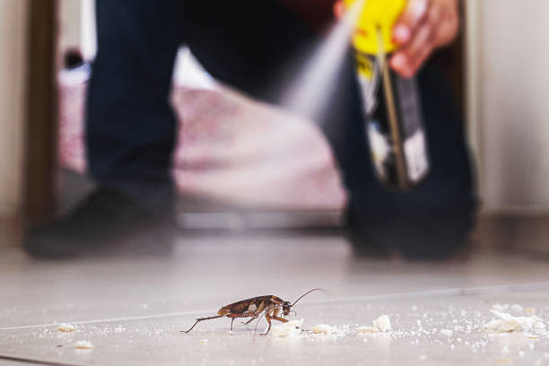 Reliable Olyphant, PA Pest Control Solutions